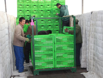 Tarımsal Plastik Katlanabilir Depolama Kasası Özelleştirilmiş 600 * 400 Mm